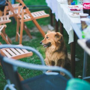 Best Bar & Dog Park Startup Model