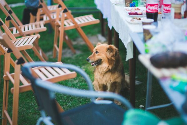 Best Bar & Dog Park Startup Model