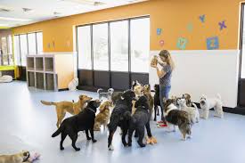 Dog Daycare Financial Model